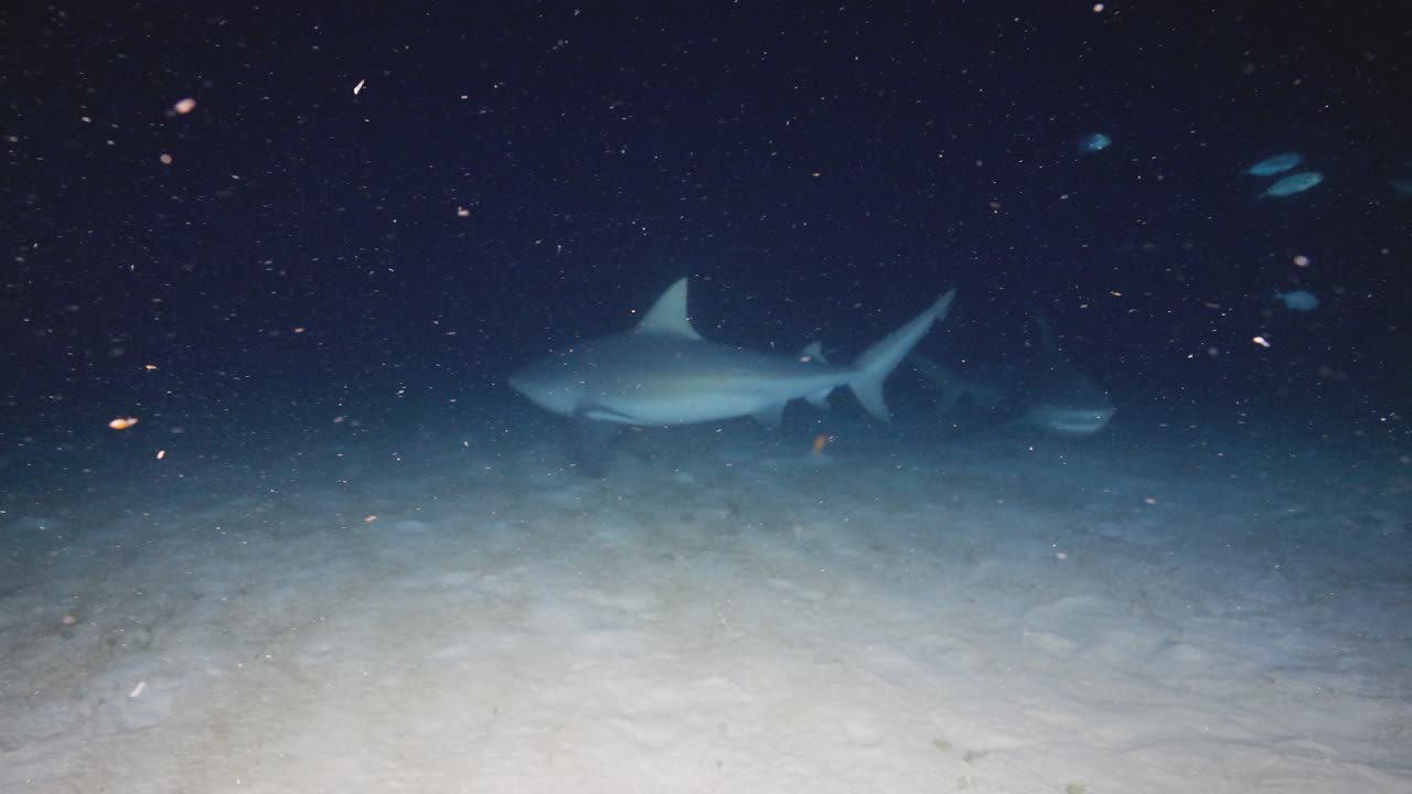 Distant night underwater view of a bull shark swimming over sandy ocean floor in dark blue water