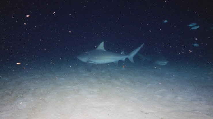 Distant night underwater view of a bull shark swimming over sandy ocean floor in dark blue water
