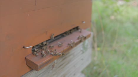 Bienenkönigin-Taucht-Vom-Bienenstockeingang-Auf