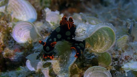 neon colored nudibranch  hanging on to algae