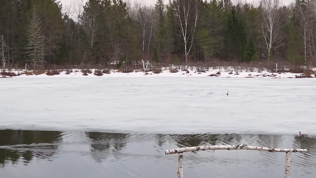 Birds stand cautiously on the ice-covered river in Maniwaki, Québec, as the late March weather causes the ice to appear thin and fragile.
