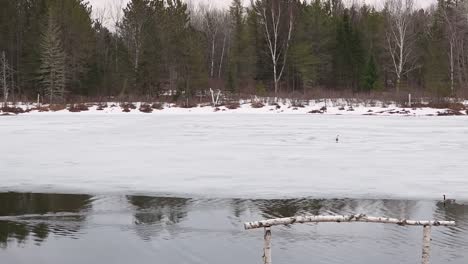 birds stand cautiously on the ice-covered river in maniwaki, québec, as the late march weather causes the ice to appear thin and fragile.