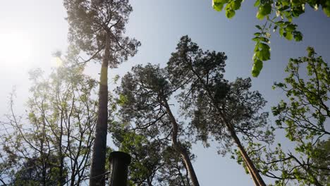 árboles-Del-Bosque-árboles-De-Aguja-Luz-Del-Sol-Mirando-A-Través-De-Las-Copas-De-Los-árboles