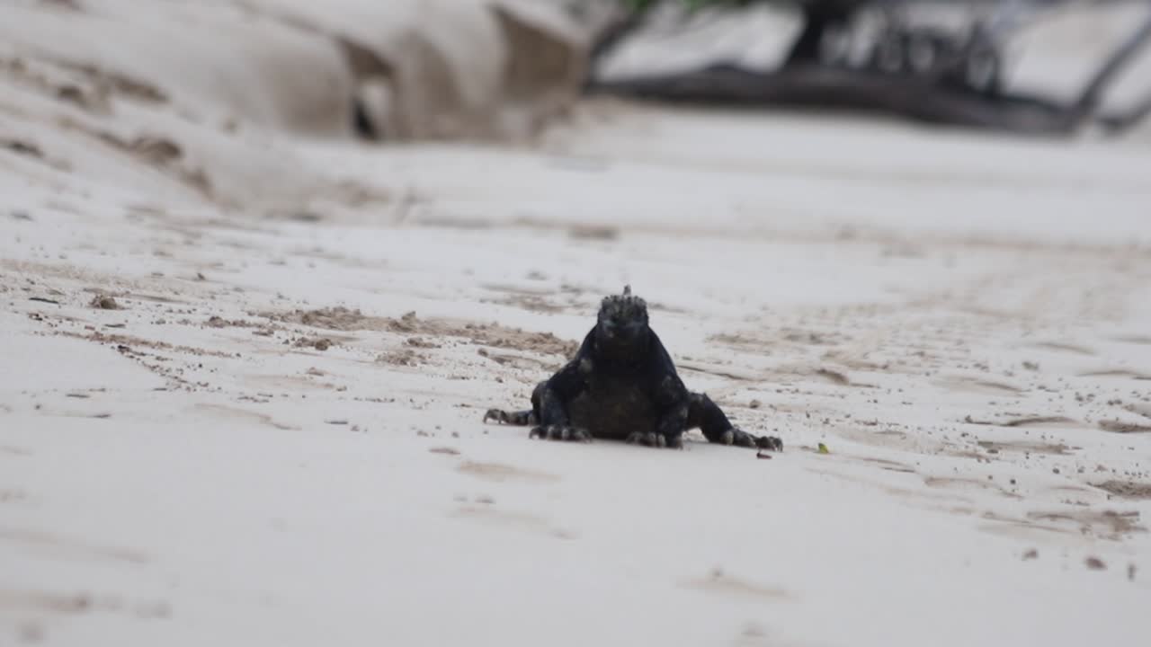 Marine iguana walking on sandy beach in the Galapagos Islands, Ecuador