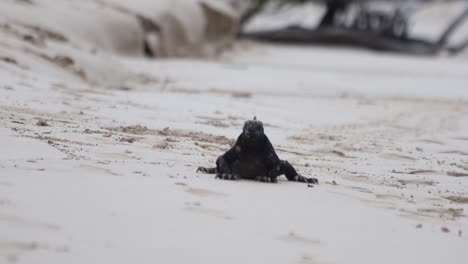 Marine-iguana-walking-on-sandy-beach-in-the-Galapagos-Islands,-Ecuador