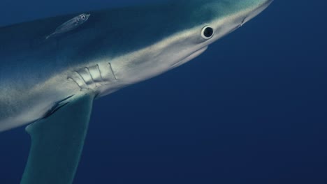 detalles de un gran tiburón azul que respira bajo el agua con peces pequeños y reflejos de luz