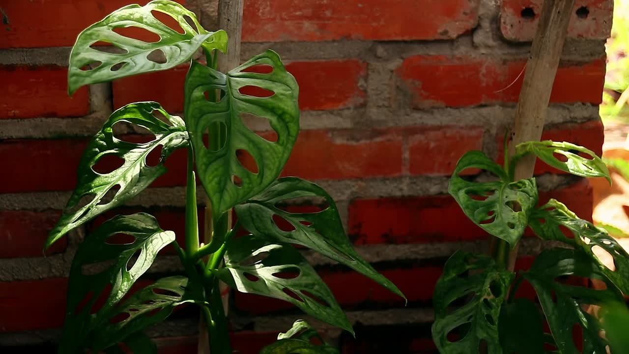 monstera adansonii o planta de queso suizo balanceándose en la brisa contra una pared de ladrillo que muestra la jardinería doméstica y la vida lenta sincera