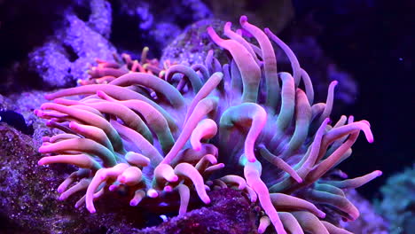 vibrant pink and purple anemone with clownfish