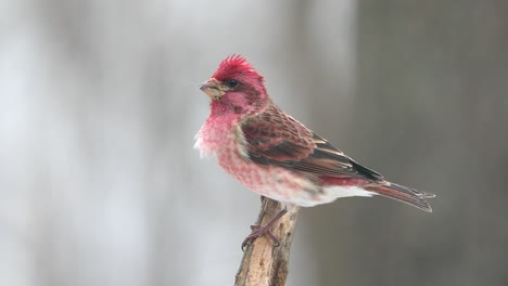 4k house finch male on a snowy day