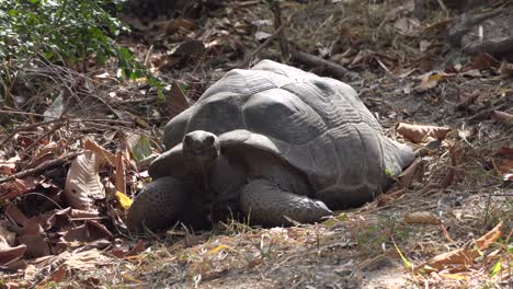 disparo medio de una tortuga enorme moviendo su cabeza