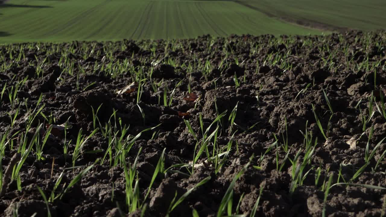 primeros brotes de cultivos verdes en tierras de cultivo cerca de disparo de grúa