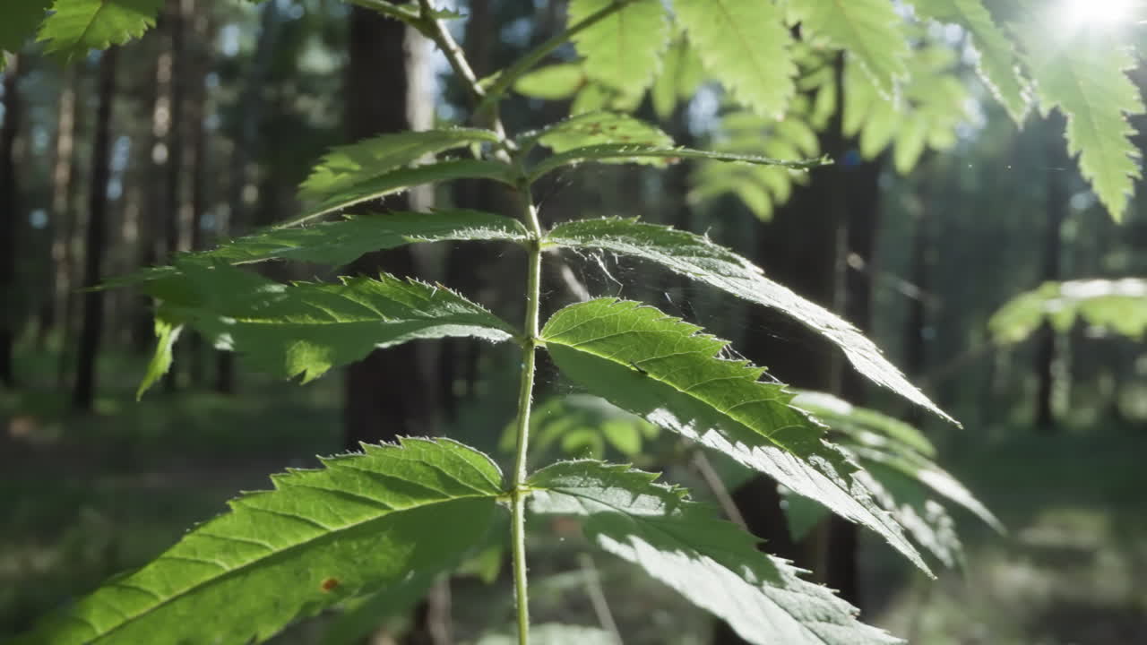 escena del bosque soleado con primer plano de hojas verdes en la rama del árbol, movimiento sutil, telón de fondo de bosque natural