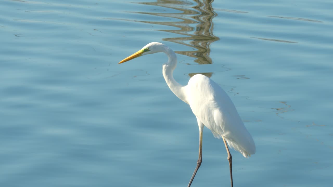A great egret stands on the edge of a fish pond, gazing into the water in an attempt to catch a fish. The egret’s white plumage stands out against the blue water