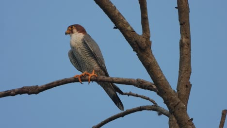 el halcón peregrino relajándose en el árbol