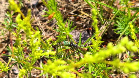 closeup shot of flies on plant stems fighting with each other