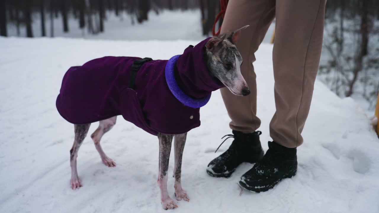 Greyhound dog in purple coat with toy ring around neck standing beside person in beige pants and black boots on snowy path during winter, looking directly at camera, creating calm and gentle scene