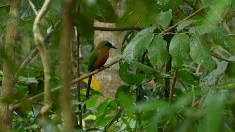 Wunderschönes-Blau-Gekröntes-Motmot-Mit-Leuchtenden-Farben,-Das-Auf-Einem-Ast-Im-Dschungel-Sitzt