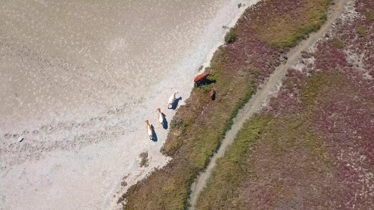 toma aérea de un grupo de vacas pastando en las marismas secas de barbate en españa