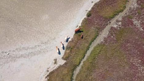 Overhead-aerial-shot-of-a-group-of-cows-grazing-in-the-drought-marshes-of-Barbate-in-Spain