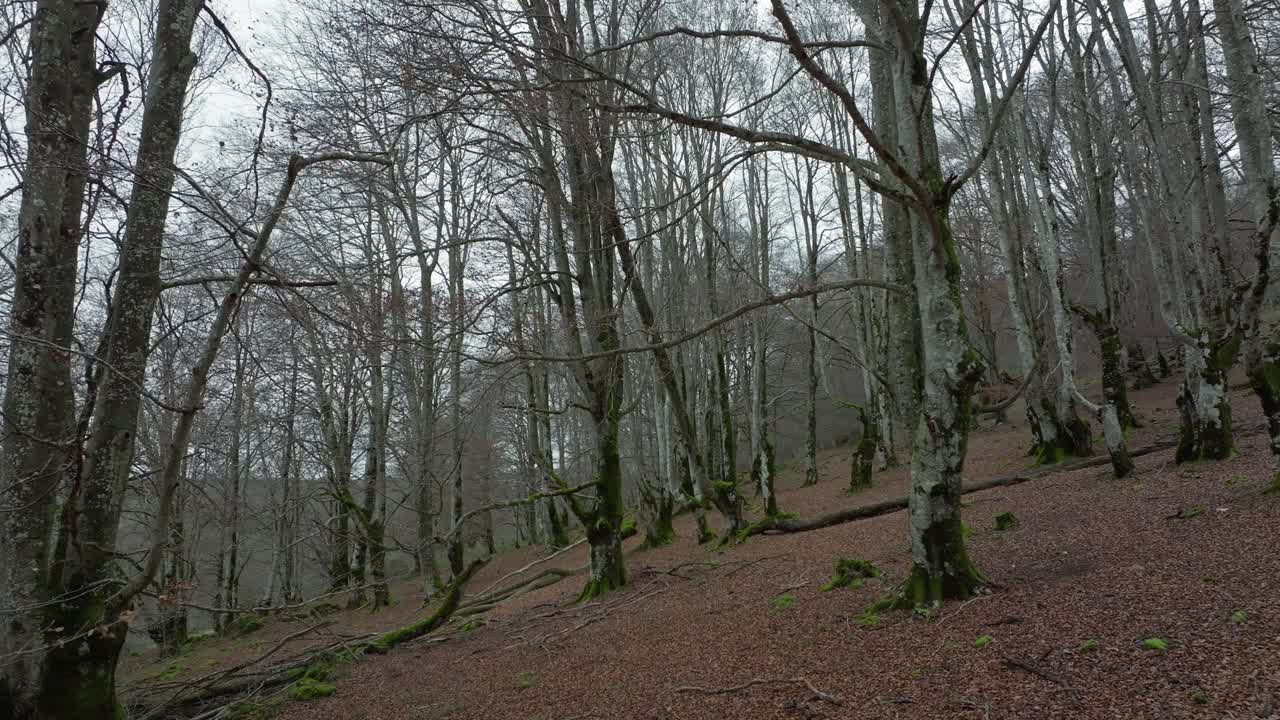 Moody Beech Forest in Winter