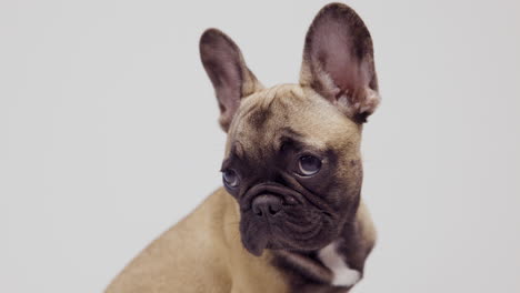 cute pet french bulldog puppy