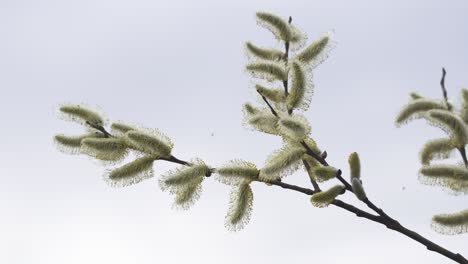 Ansammlung-Gelber-Weidenkätzchen-Blüten-Vor-Einem-Hellen-Himmel-Mit-Fliegenden-Und-Bestäubenden-Insekten