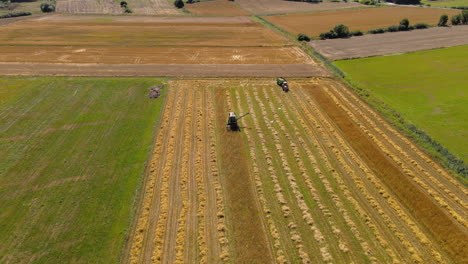 combine harvester works with tractor in golden field as birds fly over, drone aerial