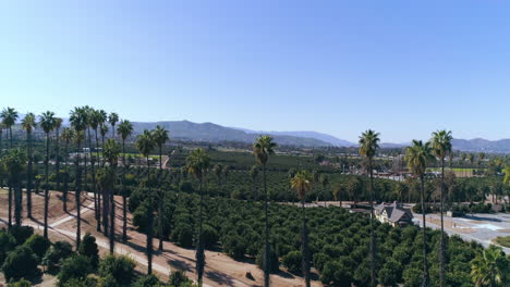 Hermosa-Orilla-Del-Río,-California.-Naranjales-Y-Palmeras