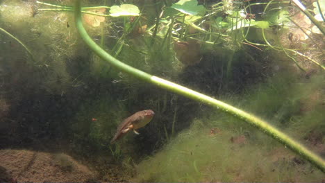 un renacuajo con patas traseras nada bajo el agua y flota hasta un aterrizaje suave, las piernas primero