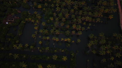 Kerala-god's-own-country-alleppey,-coconut-tree-in-back-water-top-view