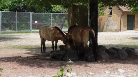 Two-przewalskii-horses-are-eating-in-a-zoo-habitat,-medium-shot