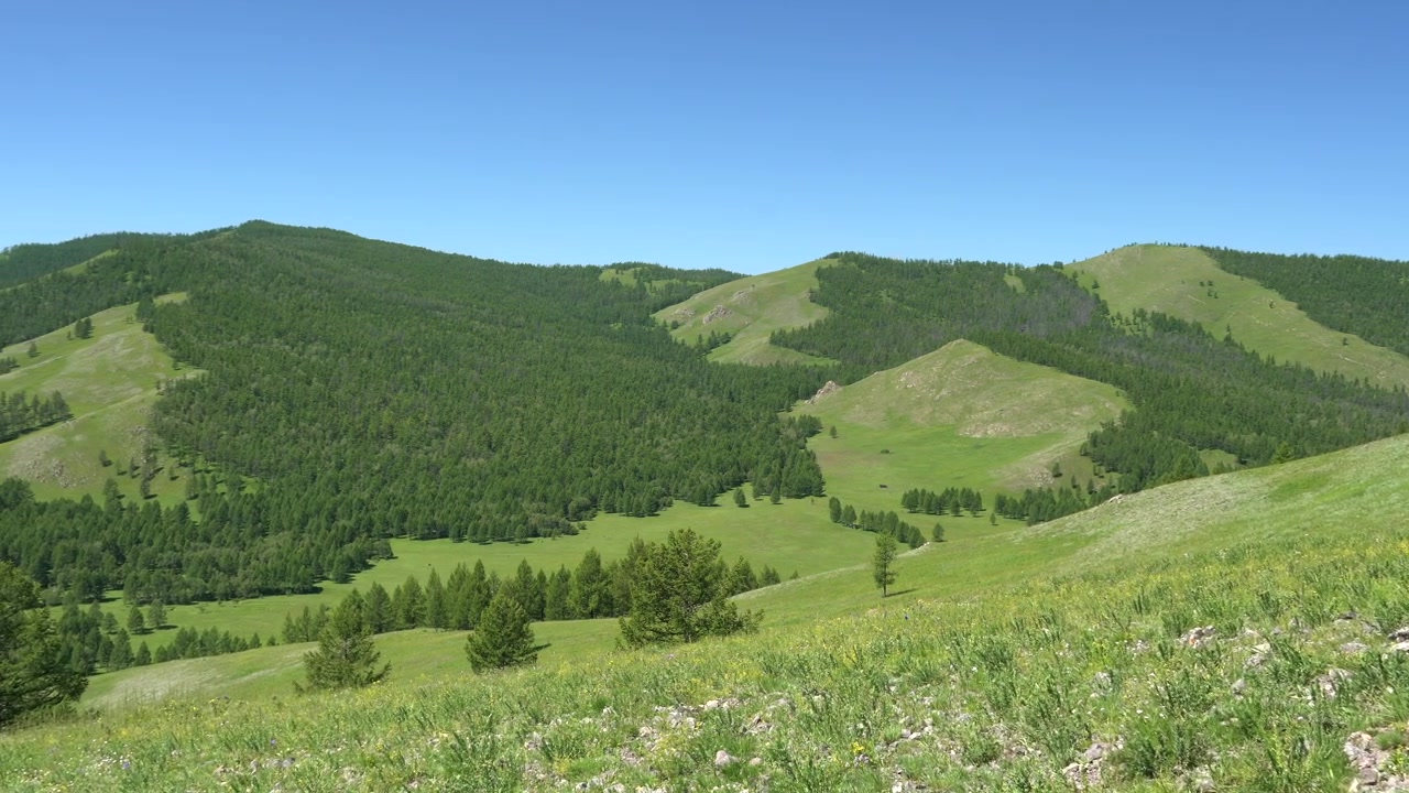 Panoramic View of Lush Green Rolling Hills and Forest