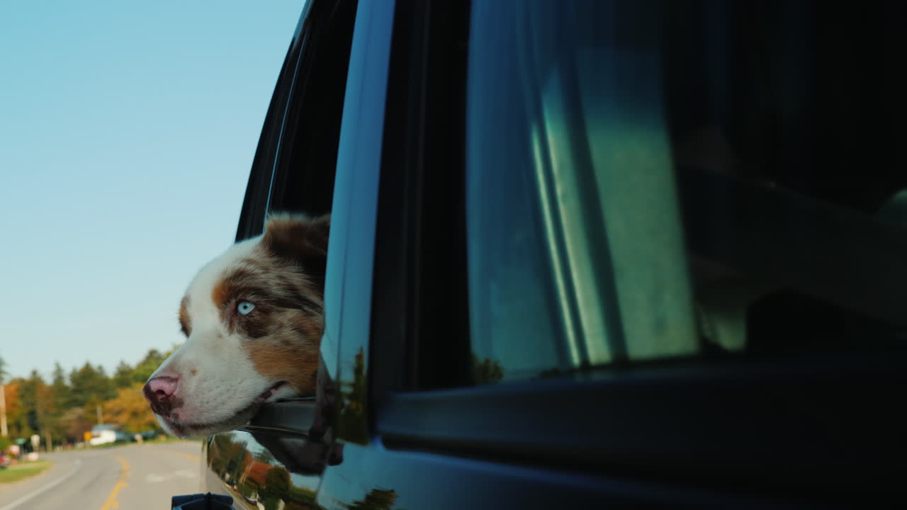 차창밖을 내다보는 개