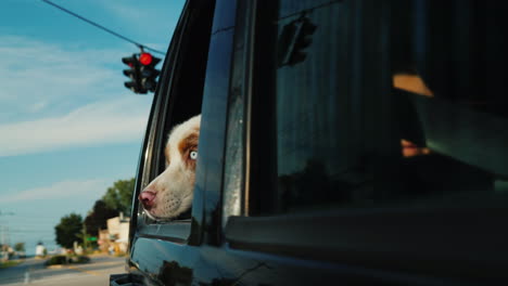 dog looking out of car window