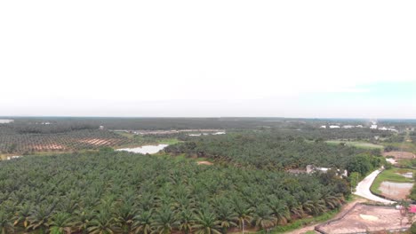 palm farm in bidor, malaysia
