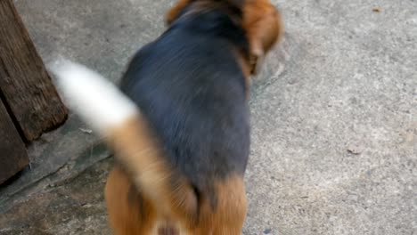 dog tail swinging in happy gesture. animal and pets concept. happiness posture of human friend theme. beagle dog