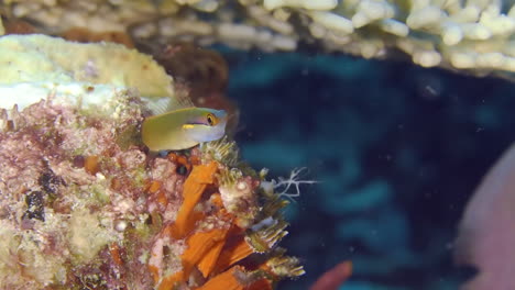 pequeños peces bajo el agua