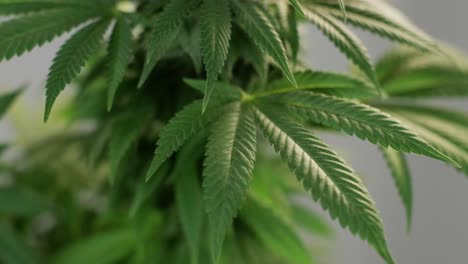 cannabis bloom, marijuana field  organic grow of cannabis for medical use.