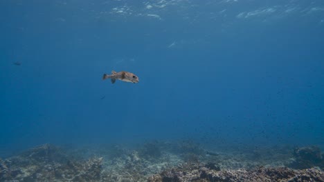 Lindo-Pez-Globo-Puercoespín-Acercándose-A-Un-Arrecife-De-Coral-Tropical-En-El-Océano-Pacífico-Sur-Alrededor-De-Las-Islas-De-Tahití,-Polinesia-Francesa