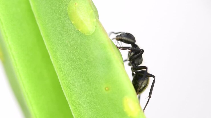Closeup of a black ant feeding from a cochineal on a leaf