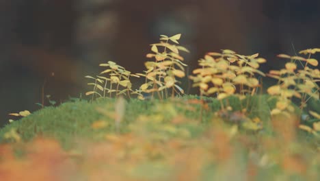 a close-up shot of the grass, moss, and tiny plants on the ground in the autumn tundra