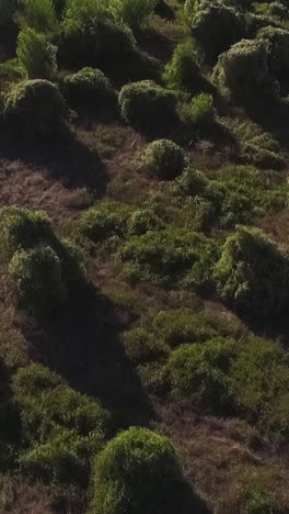 aerial view of rural landscape with trees and bushes