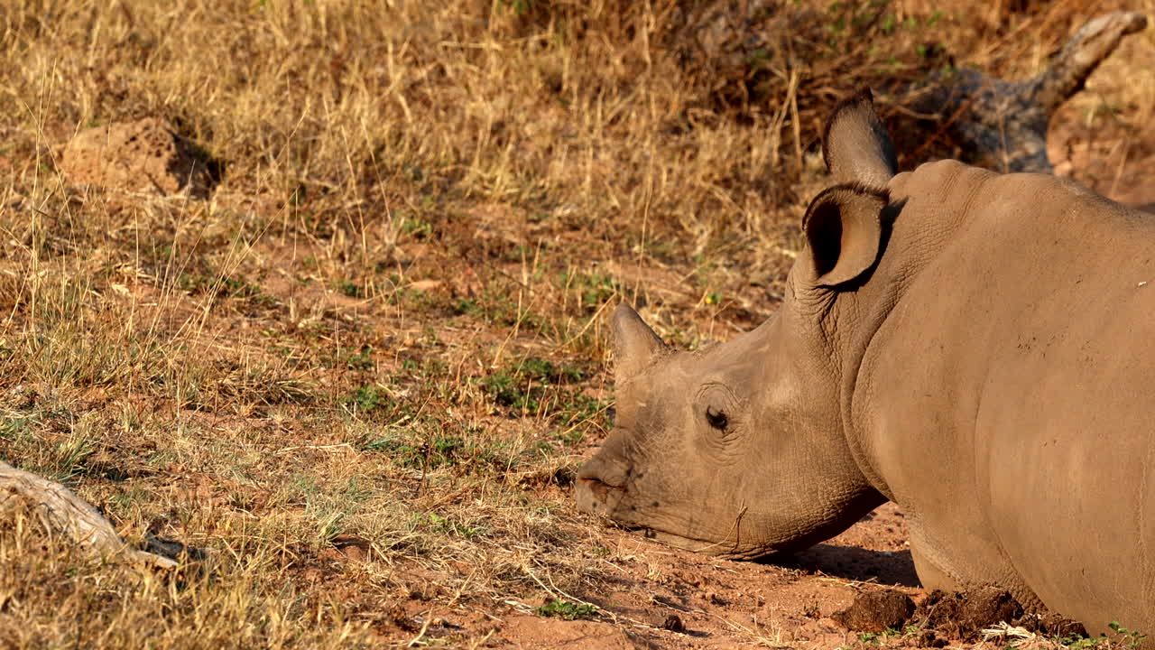 Telephoto view of tired white rhino calf resting and lying down in field
