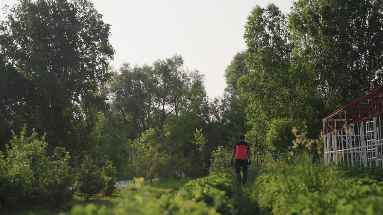 man gardener with backpack sprayer walking through green crop field from back while fumigating plants under tall trees in rural sunlight