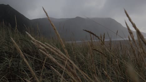 close up shot of waving dunes grass plants during foggy day with hoddevik mountains in background