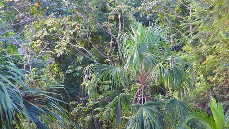 Rainforest-vegetation-during-a-visit-to-Colombia,-aerial-view