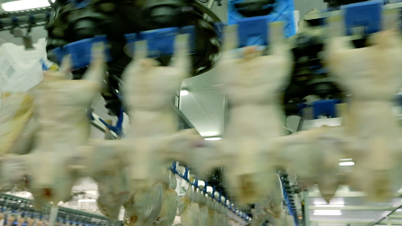 Chicken on conveyor belt. VINNITSA, UKRAINE SEPTEMBER 2017: Factory for the production of chicken meat