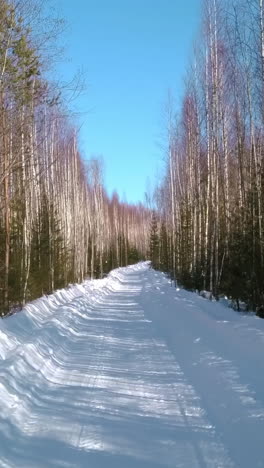 snowy forest road in winter