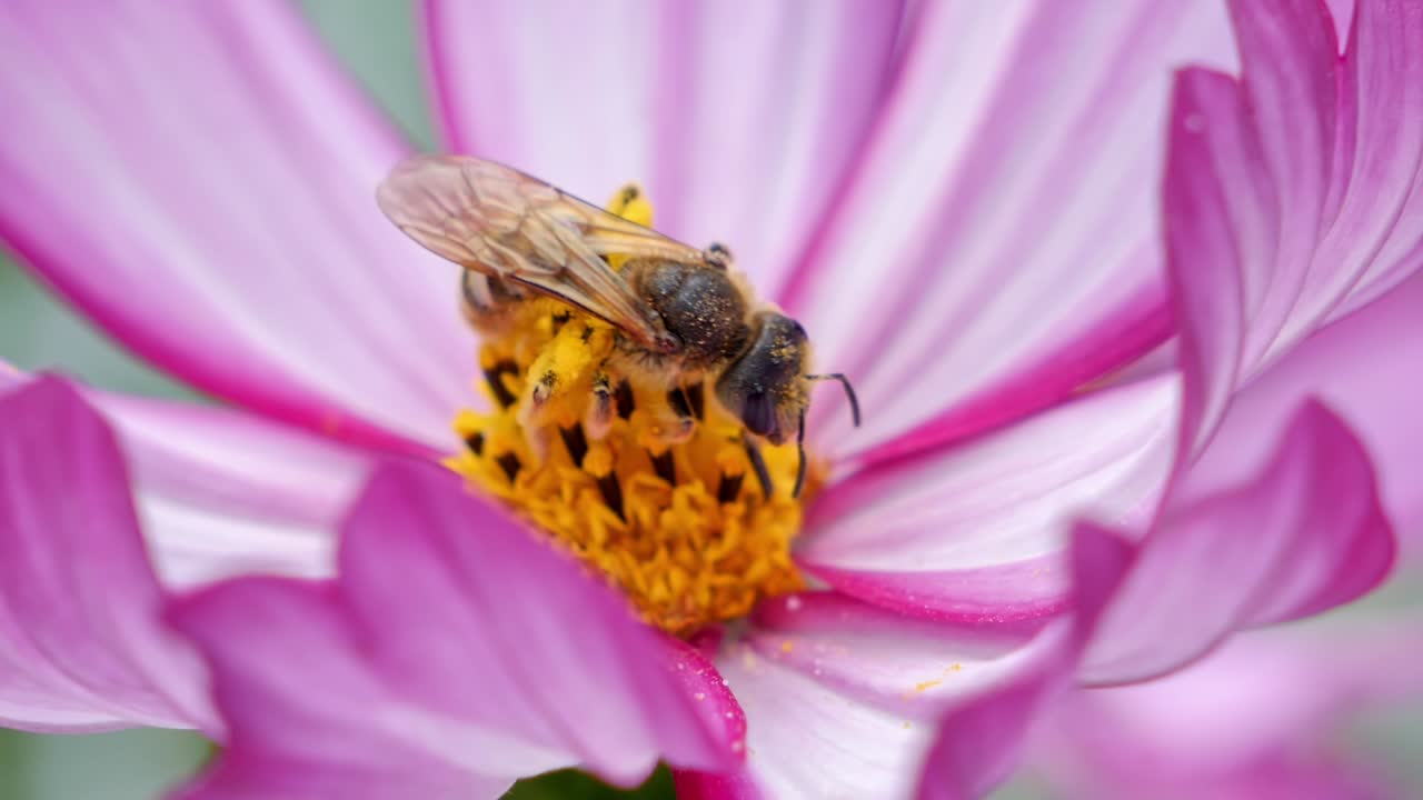 cerca de una sola abeja melífera polinizan la flor rosada y recogen el néctar