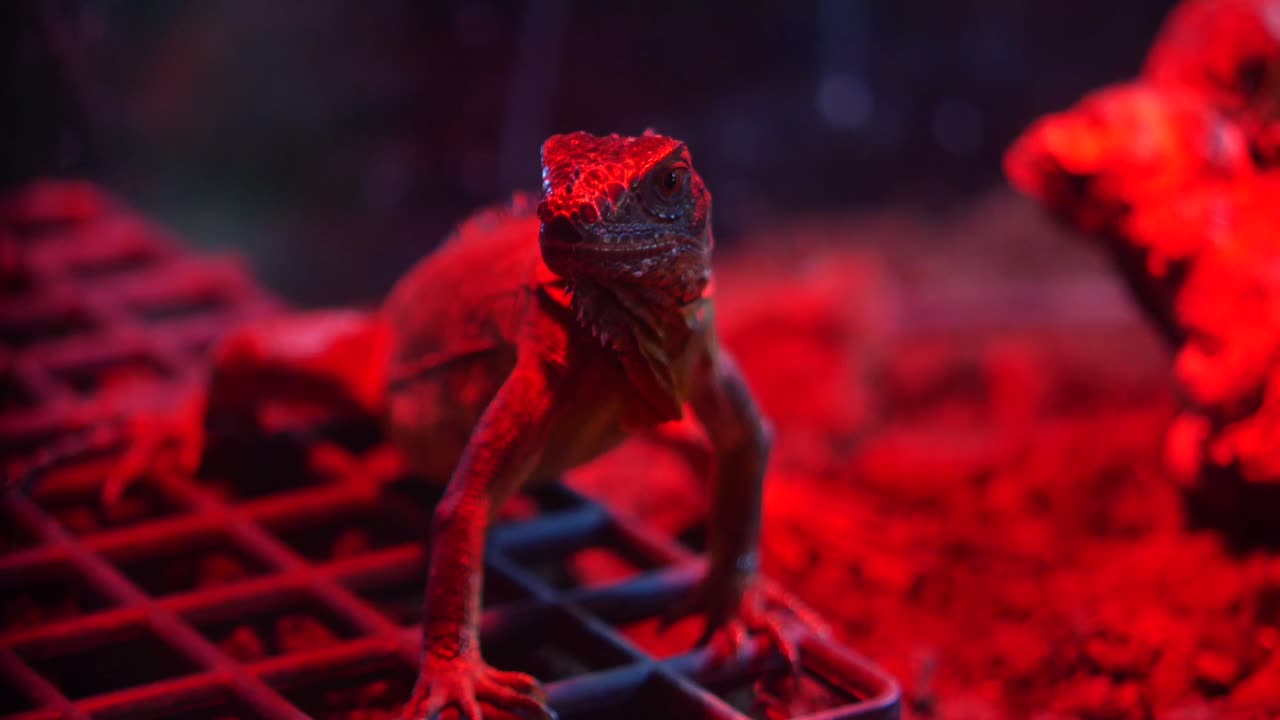 Iguana in Red Light
